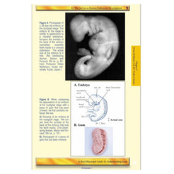 A Brief Illustrated Guide to Understanding Islam